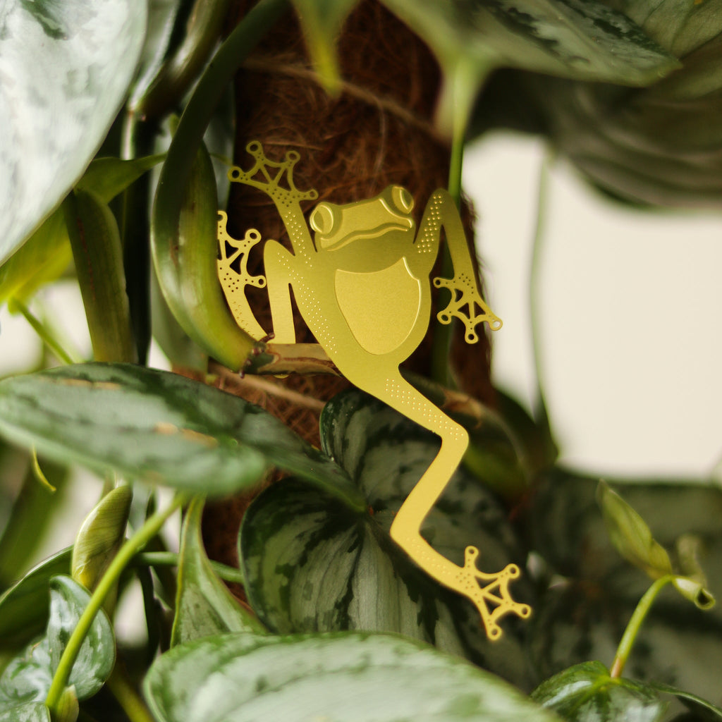 Plant Animal - Tree Frog - Ed's Plant Shop