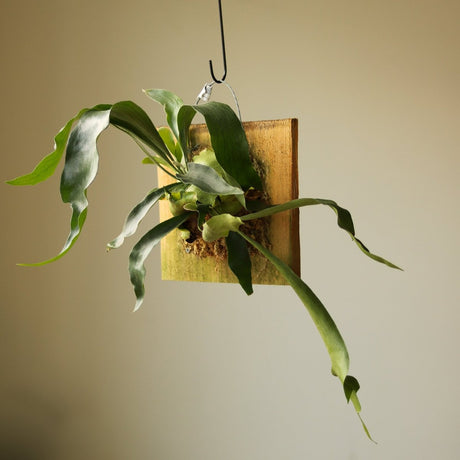 Platycerium Bifurcatum ‘Staghorn Fern’ - Ed's Plant Shop