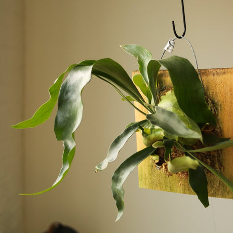 Platycerium Bifurcatum ‘Staghorn Fern’ - Ed's Plant Shop