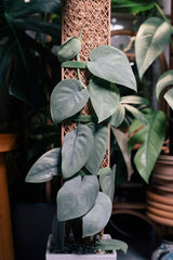 Plvnk only - Plant Pole For Shingling or Climbing Plants - Ed's Plant Shop