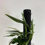 Plvnt Pole Set For Climbing Houseplants - Ed's Plant Shop