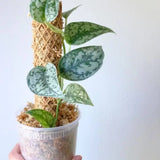 Plvnt Pole Set For Climbing Houseplants - Ed's Plant Shop