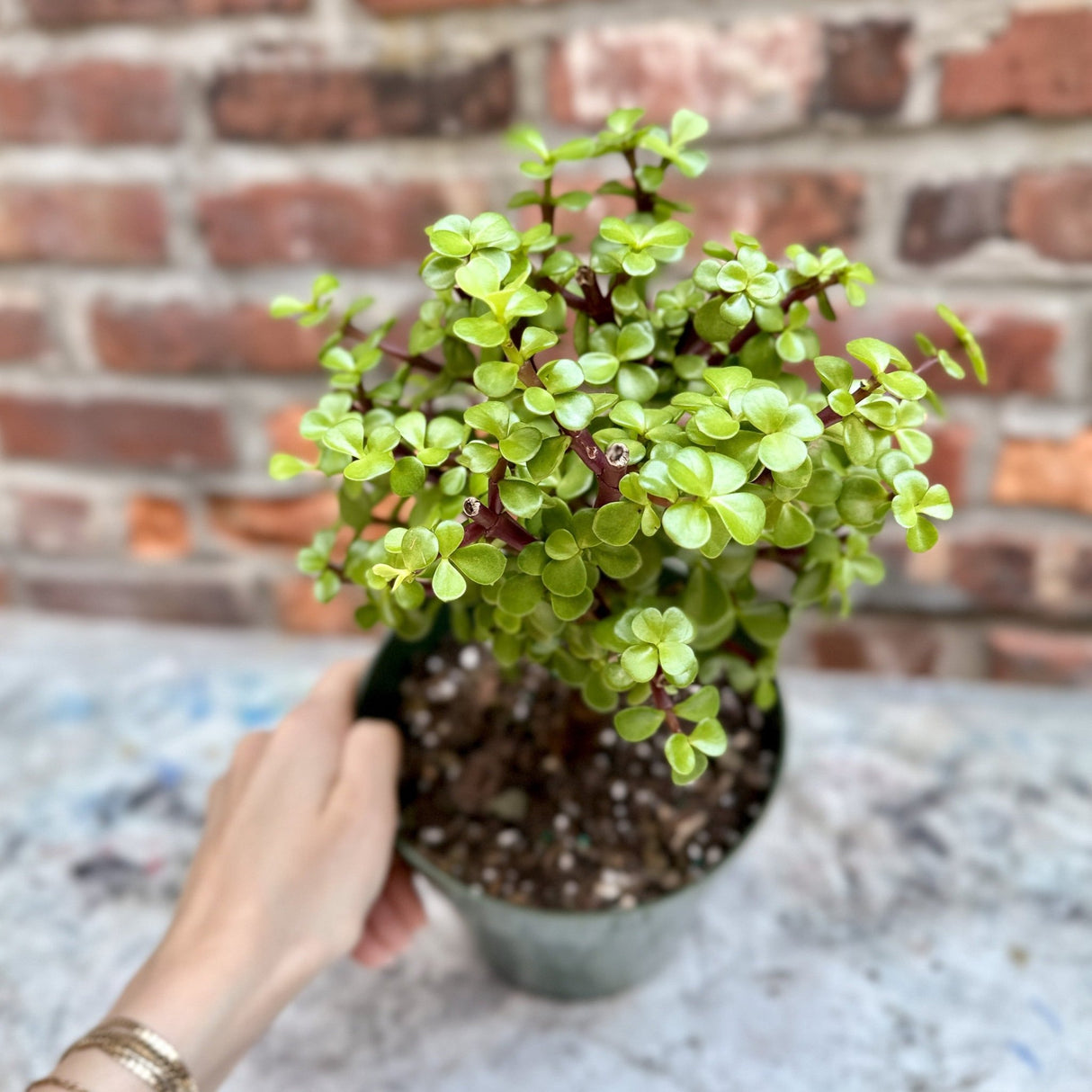 Portulacaria Afra (Elephant Bush) - Ed's Plant Shop