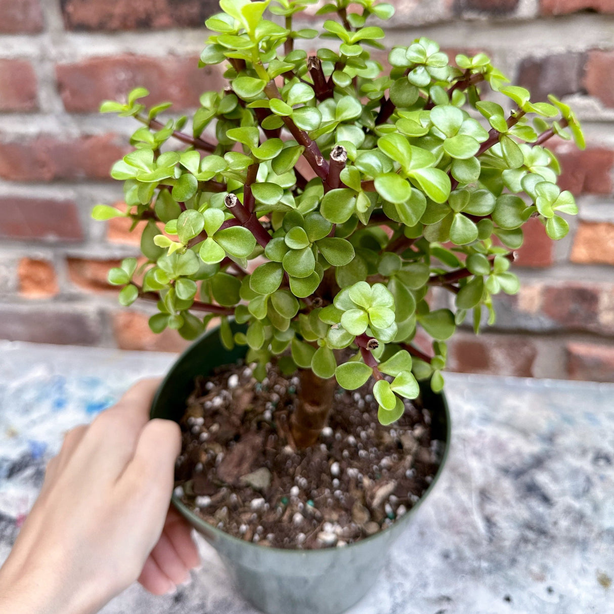 Portulacaria Afra (Elephant Bush) - Ed's Plant Shop