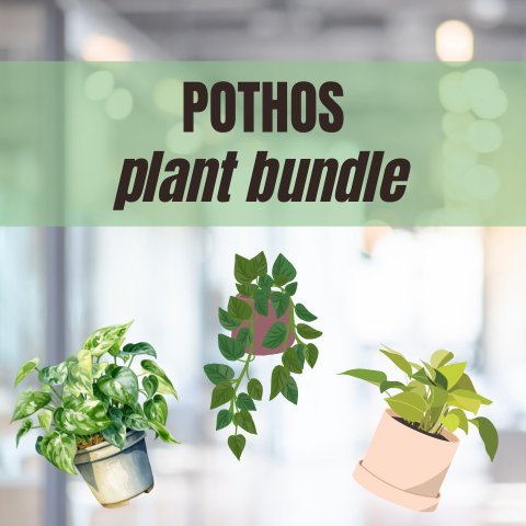 Pothos Bundle - 4" Nursery Pot - Ed's Plant Shop