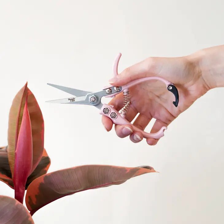 Pruning Shears For houseplants - Ed's Plant Shop