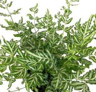 Silver lace Fern Houseplant - Ed's Plant Shop