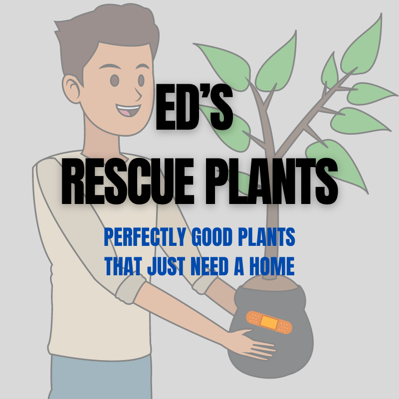 Rescue Plant - Discounted Plants for Plant Lovers - Ed's Plant Shop