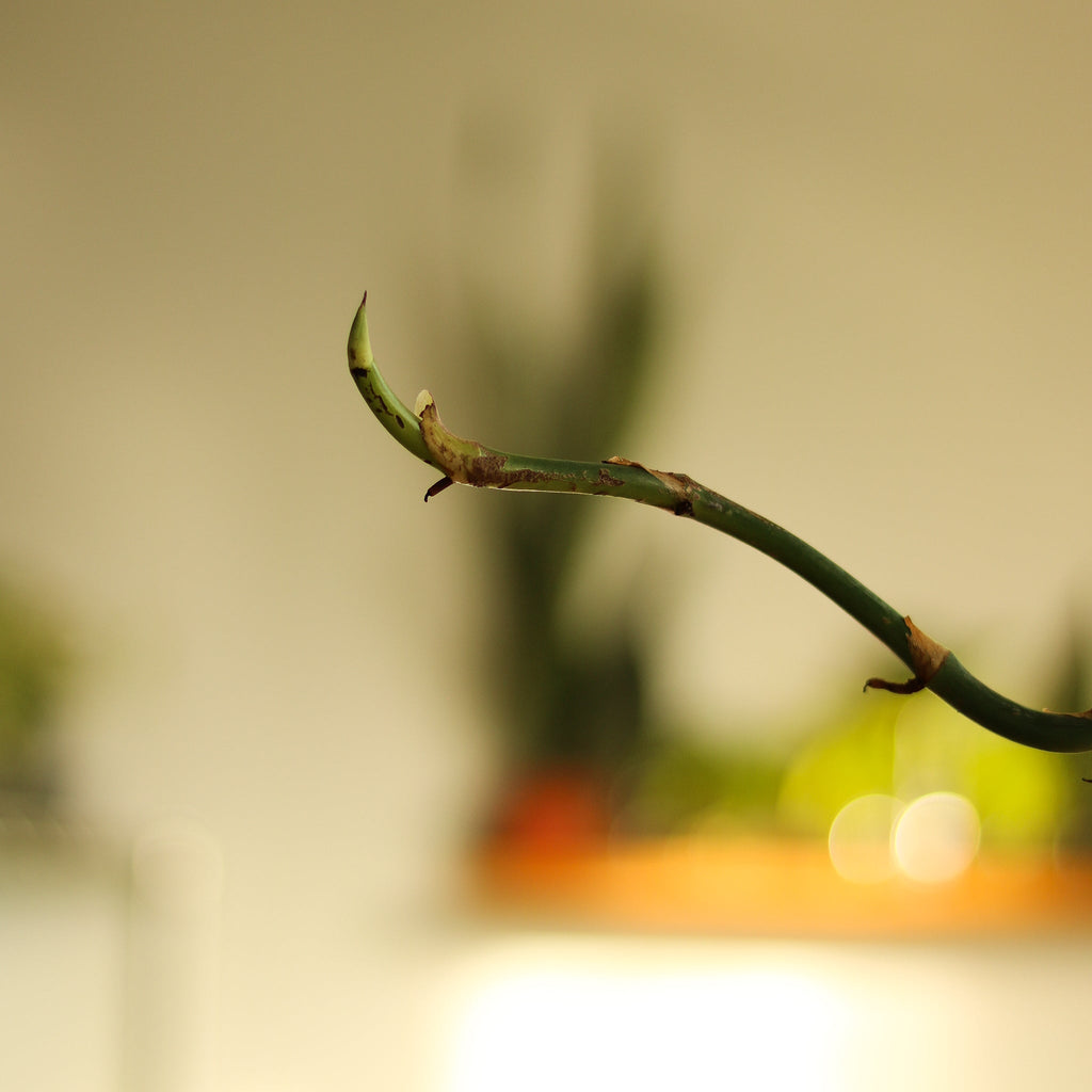 Rhaphidophora Decursiva 'Dragon Tail' - Ed's Plant Shop
