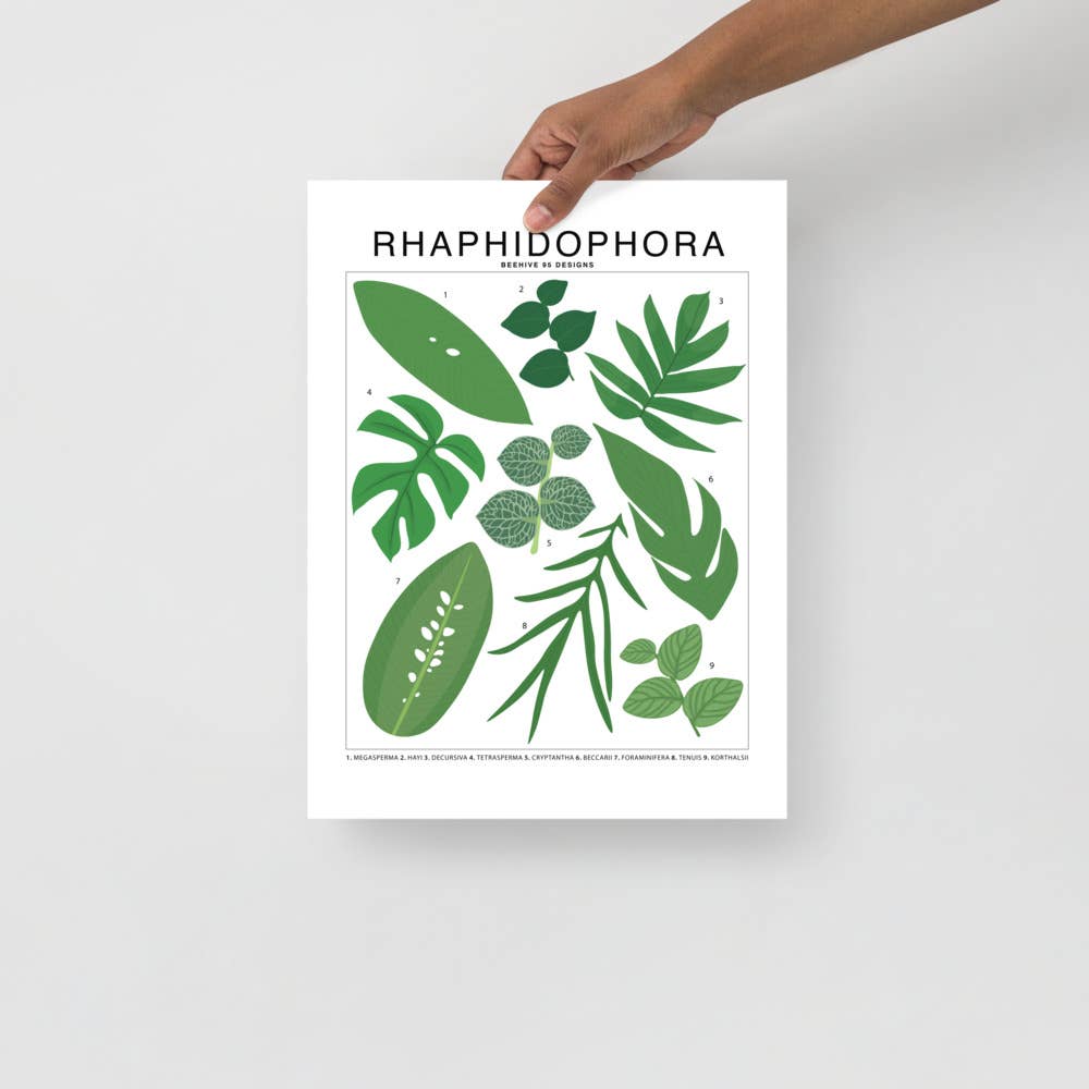 Rhaphidophora Species ID Chart - Botanical Plant Art Print - Ed's Plant Shop