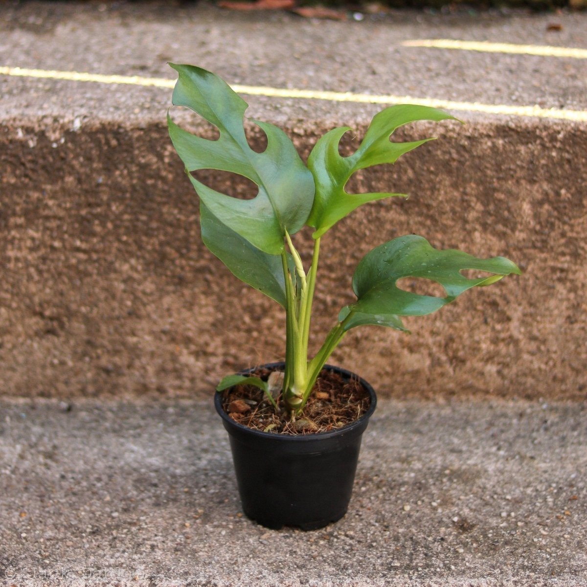 Rhaphidophora tetrasperma - Mini Monstera - Ed's Plant Shop