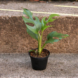 Rhaphidophora tetrasperma - Mini Monstera - Ed's Plant Shop