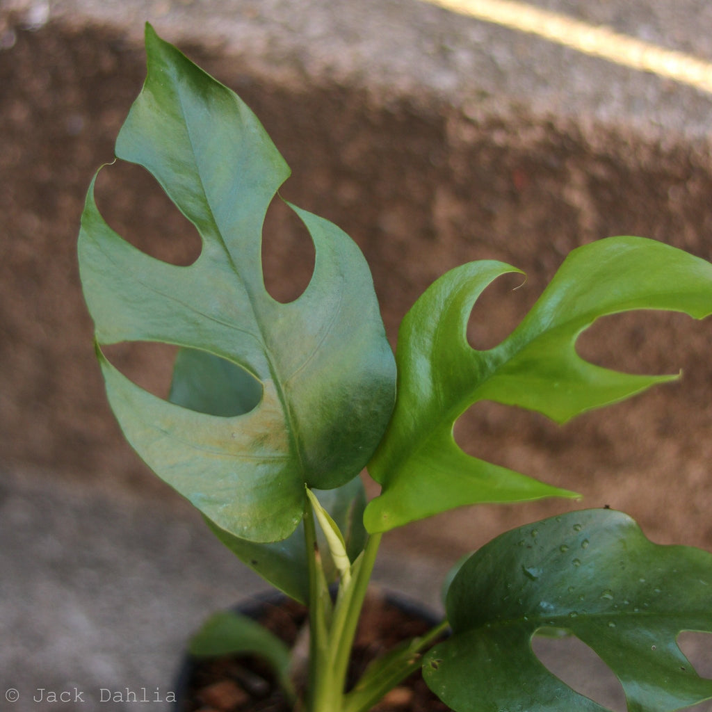 Rhaphidophora tetrasperma - Mini Monstera - Ed's Plant Shop