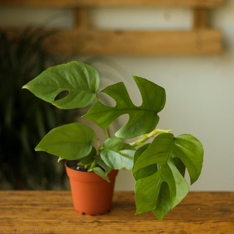 Rhaphidophora tetrasperma - Mini Monstera - Ed's Plant Shop