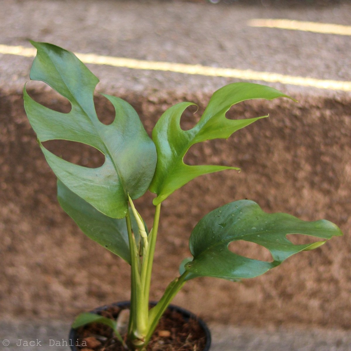 Rhaphidophora tetrasperma - Mini Monstera - Ed's Plant Shop