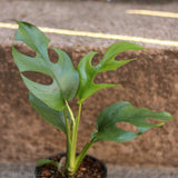 Rhaphidophora tetrasperma - Mini Monstera - Ed's Plant Shop
