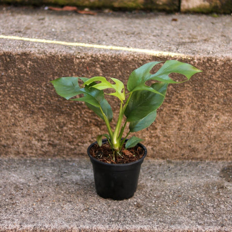 Rhaphidophora tetrasperma - Mini Monstera - Ed's Plant Shop