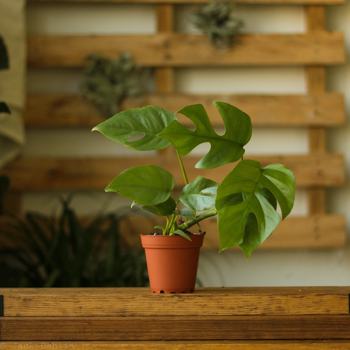 Rhaphidophora tetrasperma - Mini Monstera - Ed's Plant Shop