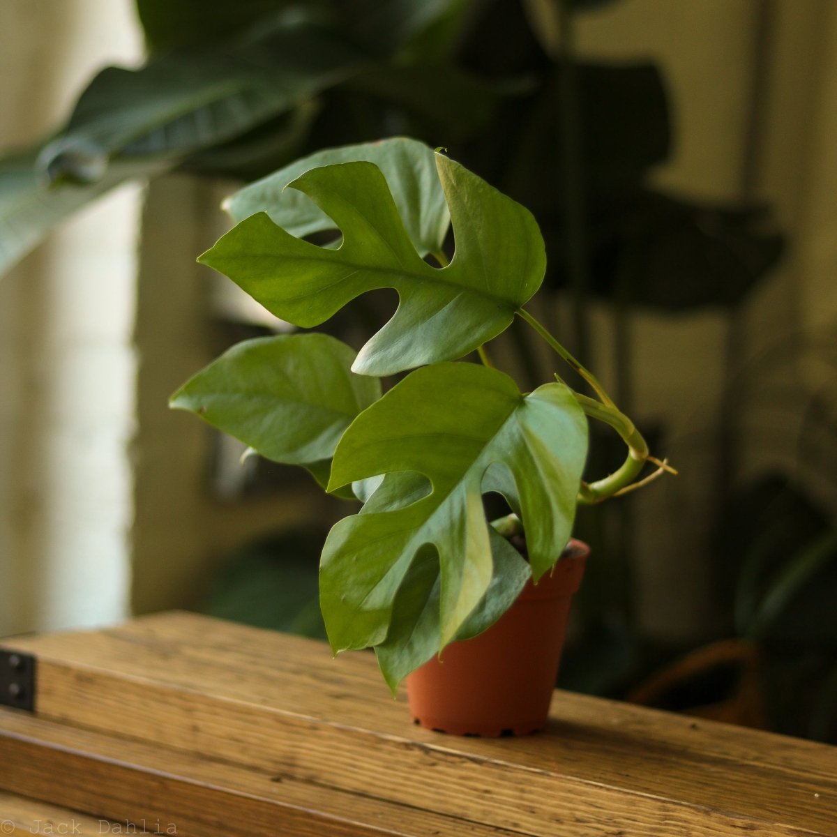Rhaphidophora tetrasperma - Mini Monstera - Ed's Plant Shop