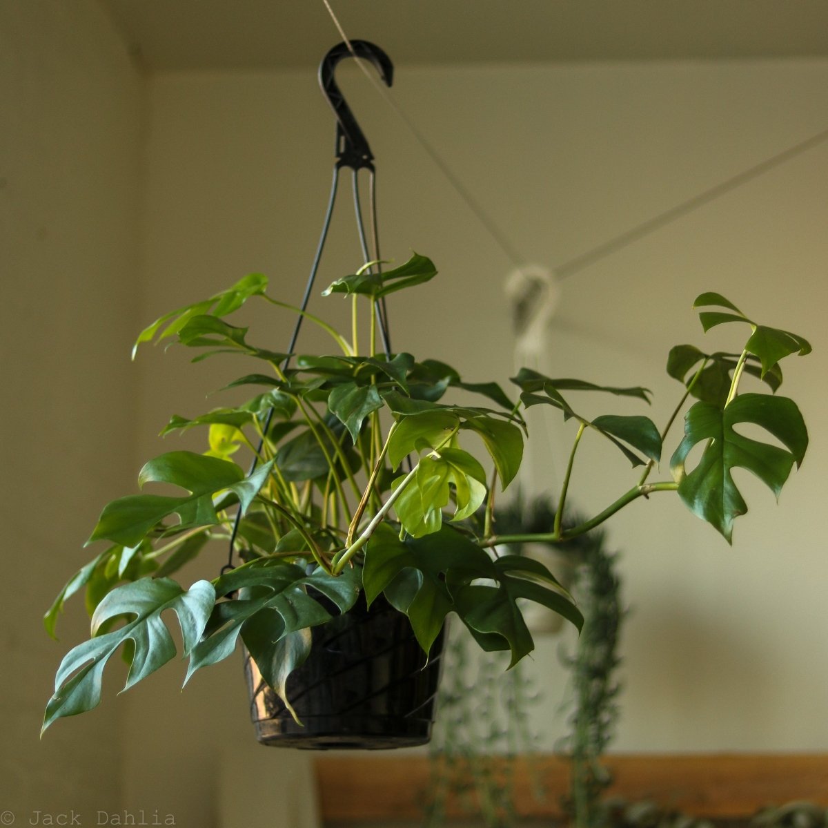 Rhaphidophora Tetrasperma Philodendron 'Ginny' - Ed's Plant Shop