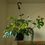 Rhaphidophora Tetrasperma Philodendron 'Ginny' - Ed's Plant Shop