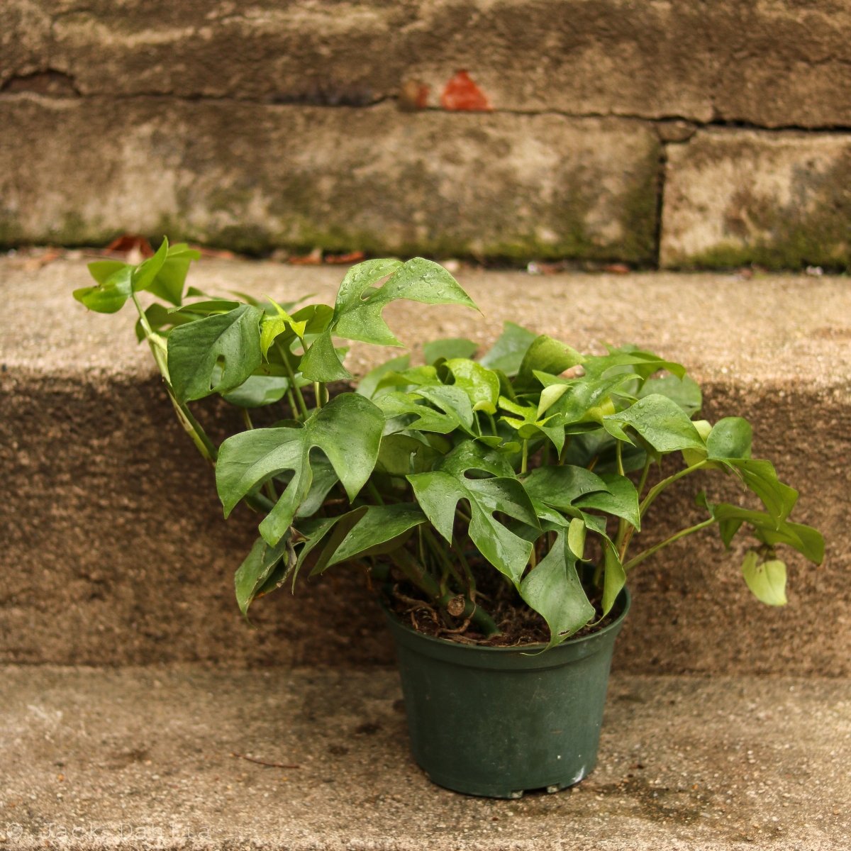 Rhaphidophora Tetrasperma Philodendron 'Ginny' - Ed's Plant Shop