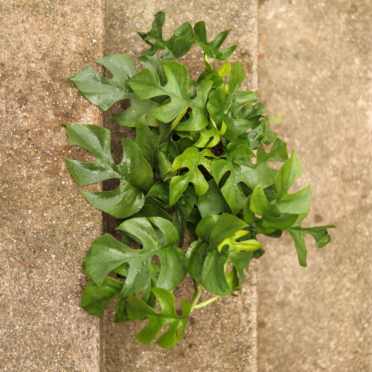 Rhaphidophora Tetrasperma Philodendron 'Ginny' - Ed's Plant Shop