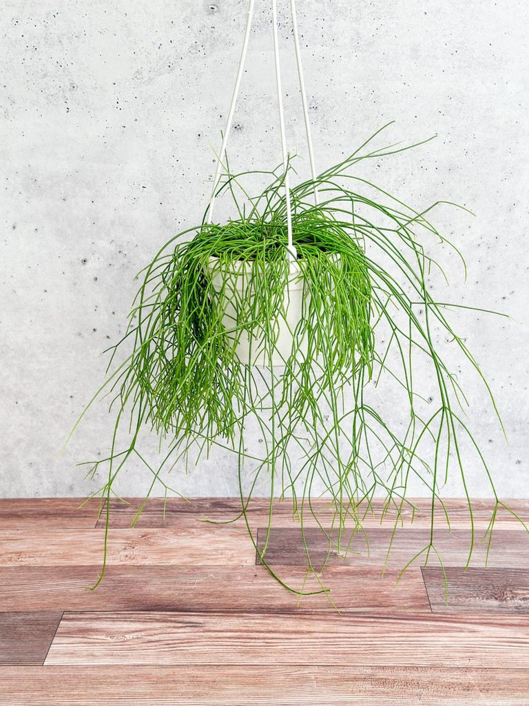 Rhipsalis burchellii - Mistletoe Cactus Hanging Basket - Ed's Plant Shop