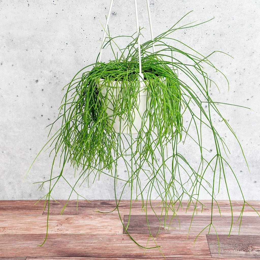 Rhipsalis burchellii - Mistletoe Cactus Hanging Basket - Ed's Plant Shop