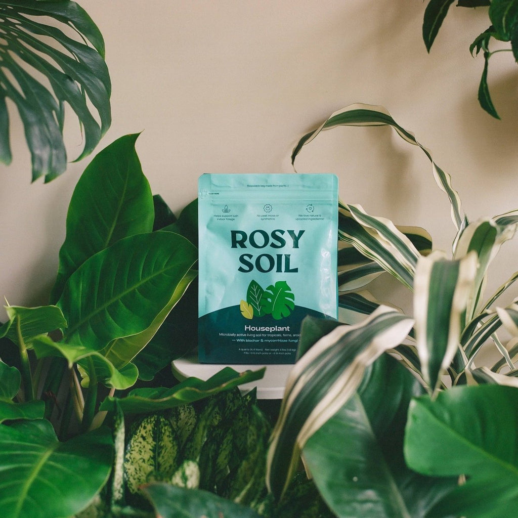 Rosy Soil Organic Indoor Potting Mix- Houseplant 4qt. - Ed's Plant Shop
