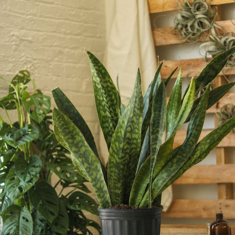 Sansevieria Jaboa - Ed's Plant Shop