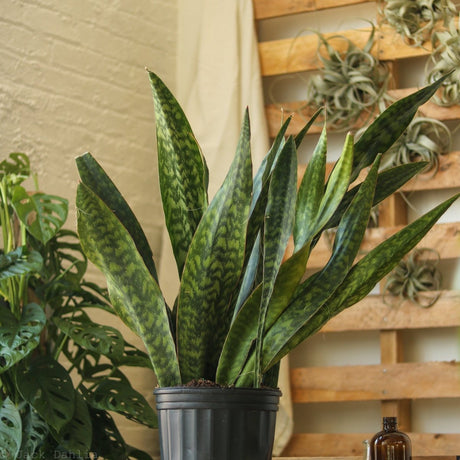 Sansevieria Jaboa - Ed's Plant Shop