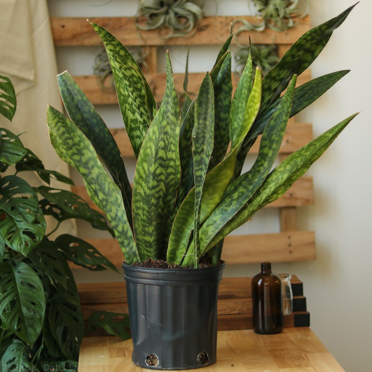 Sansevieria Jaboa - Ed's Plant Shop