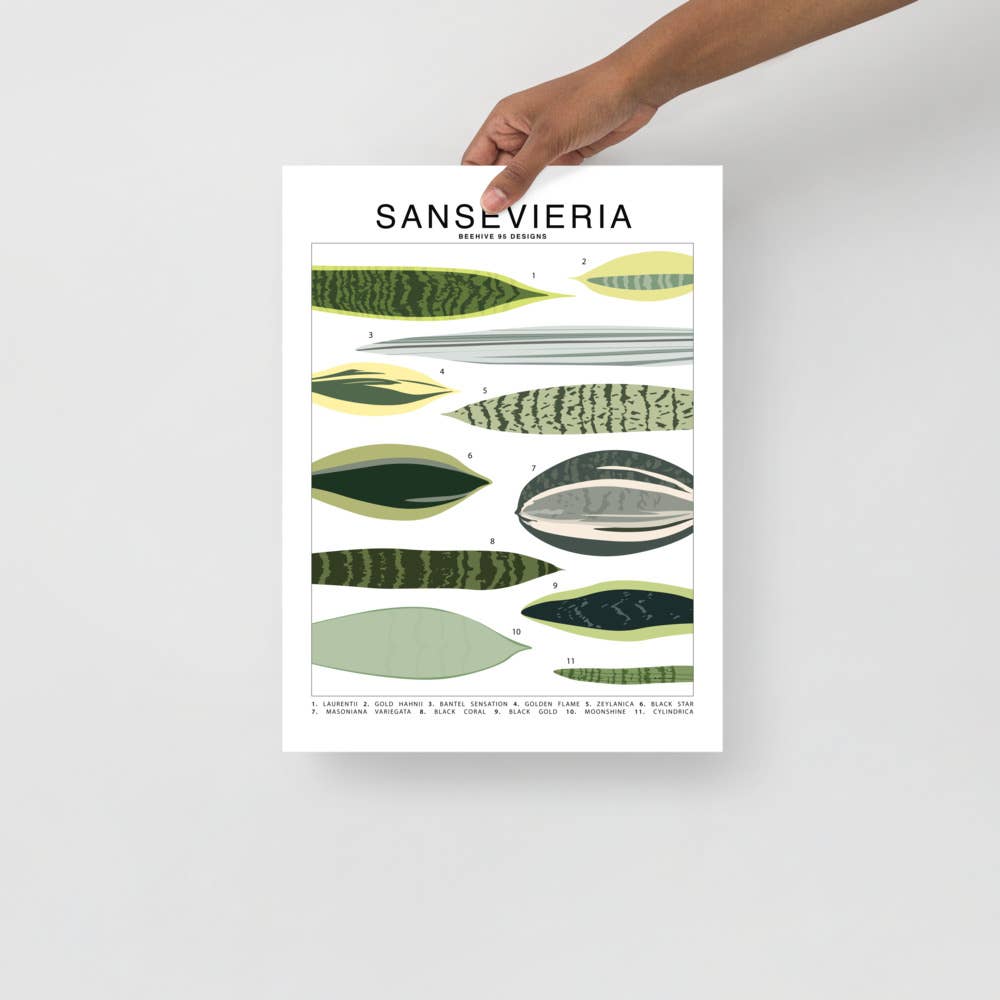 Sansevieria Species ID Chart Botanical Houseplant Art Print - Ed's Plant Shop