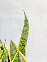 Sansevieria Trifasciata ‘Laurentii’ - 8" Snake Plant - Ed's Plant Shop