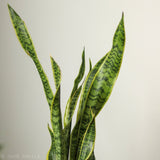 Sansevieria Trifasciata ‘Laurentii’ - 8" Snake Plant - Ed's Plant Shop