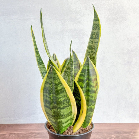 Sansevieria Trifasciata ‘Laurentii’ - 8" Snake Plant - Ed's Plant Shop