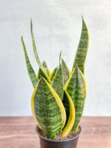 Sansevieria Trifasciata ‘Laurentii’ - 8" Snake Plant - Ed's Plant Shop