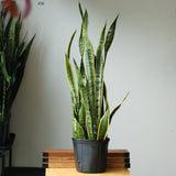 Sansevieria Trifasciata ‘Laurentii’ - 8" Snake Plant - Ed's Plant Shop