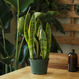 Sansevieria Trifasciata ‘Laurentii’ - 8" Snake Plant - Ed's Plant Shop