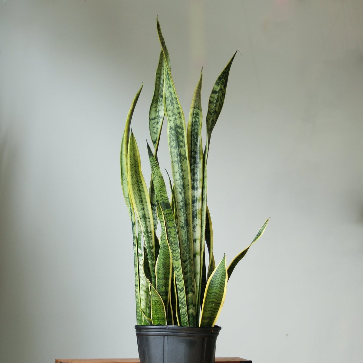 Sansevieria Trifasciata ‘Laurentii’ - 8" Snake Plant - Ed's Plant Shop