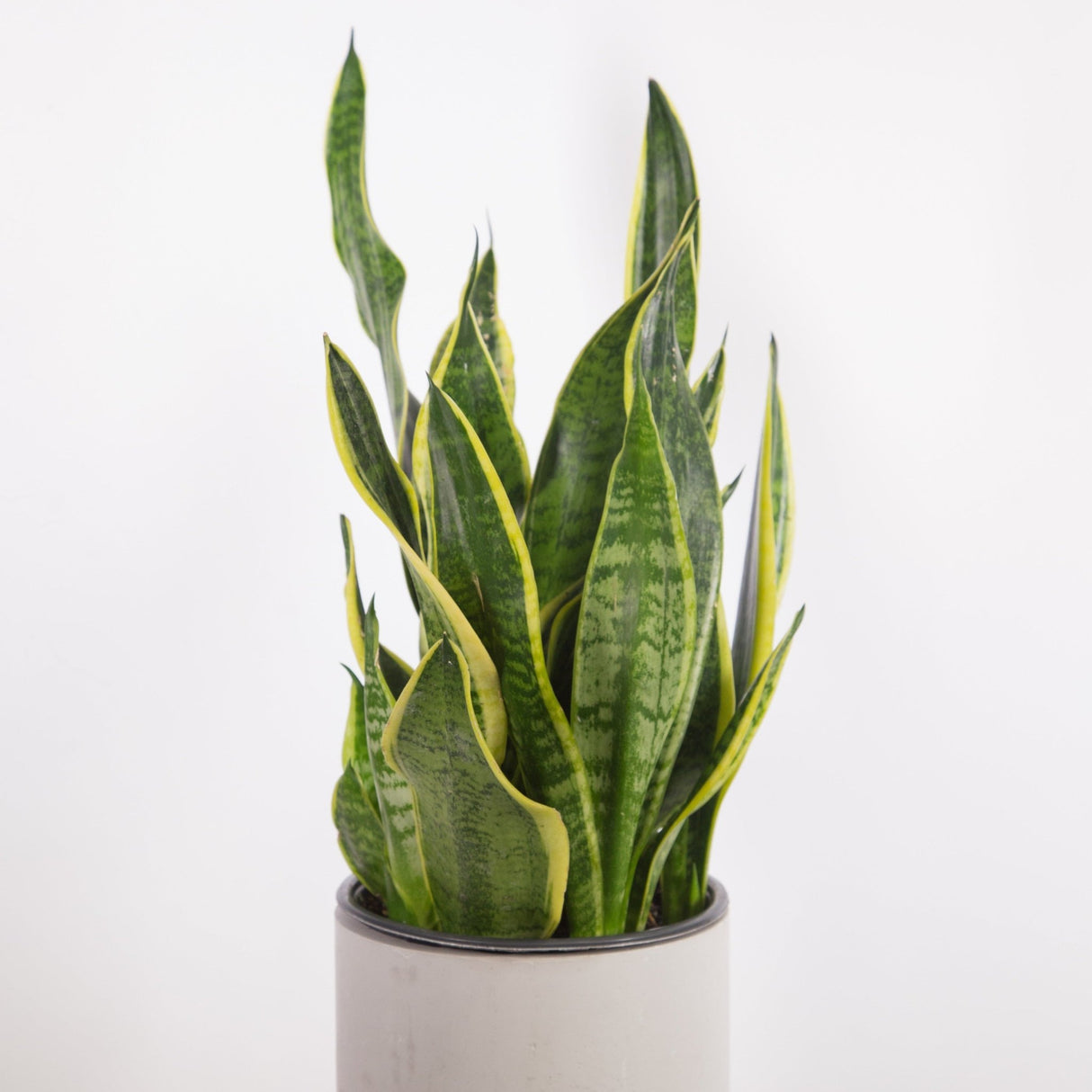 Sansevieria Trifasciata ‘Laurentii’ - Ed's Plant Shop