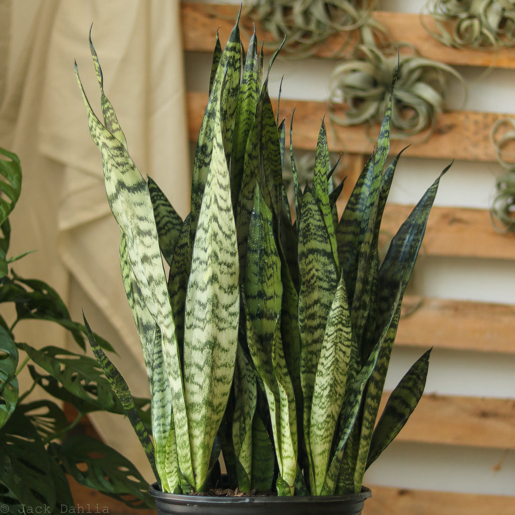 Sansevieria zeylanica 'Bowstring Hemp' Floor Plant - In Store Only - Ed's Plant Shop
