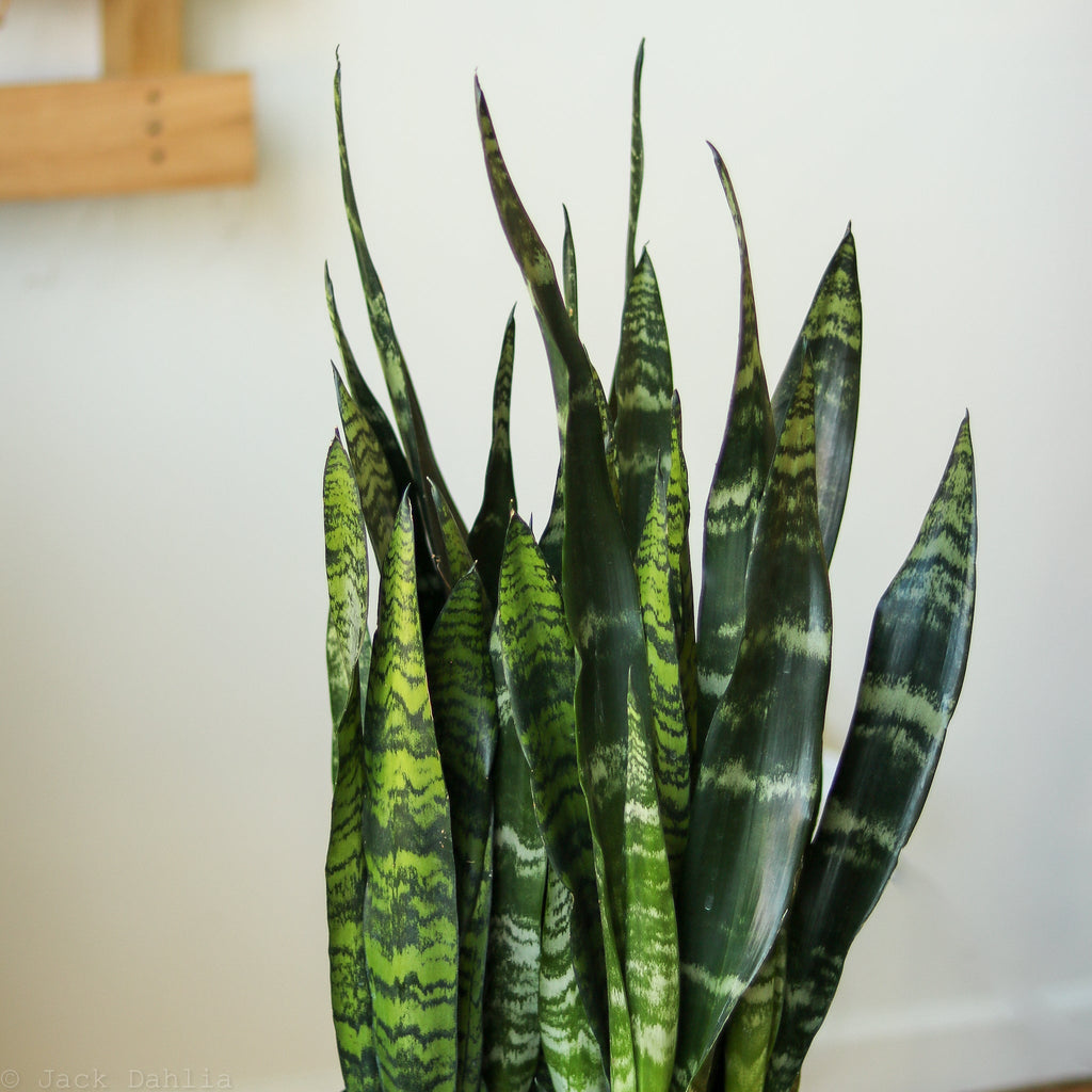 Sansevieria zeylanica 'Bowstring Hemp' Floor Plant - In Store Only - Ed's Plant Shop