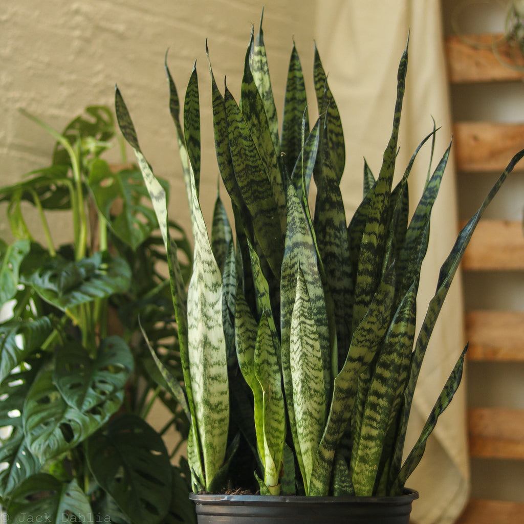 Sansevieria zeylanica 'Bowstring Hemp' - In Store Only - Ed's Plant Shop