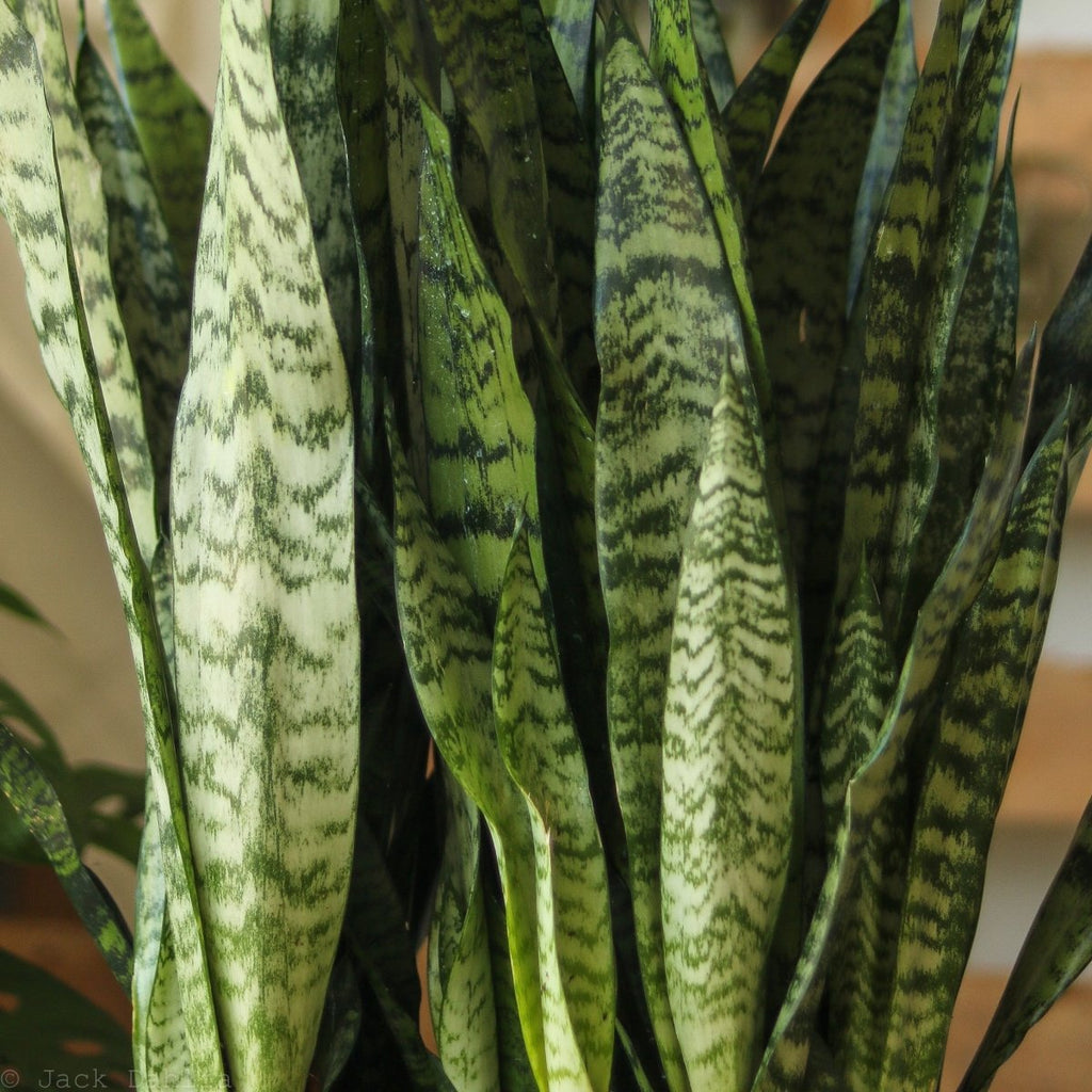 Sansevieria zeylanica 'Bowstring Hemp' - Large Snake Plant - Ed's Plant Shop