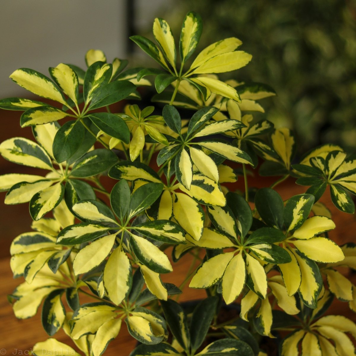 Schefflera Arboricola Trinette 'Dwarf Umbrella Tree' Floor Plant - Ed's Plant Shop