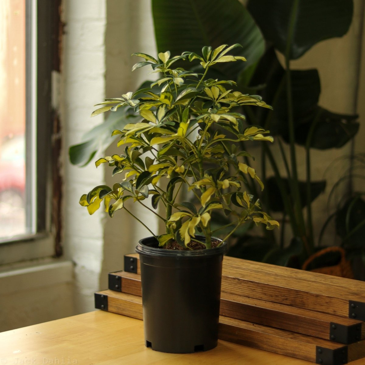 Schefflera Arboricola Trinette 'Dwarf Umbrella Tree' Floor Plant - Ed's Plant Shop