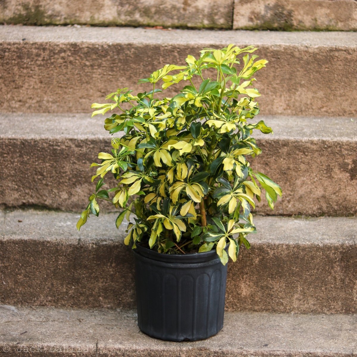 Schefflera Arboricola Trinette 'Dwarf Umbrella Tree' Floor Plant - Ed's Plant Shop