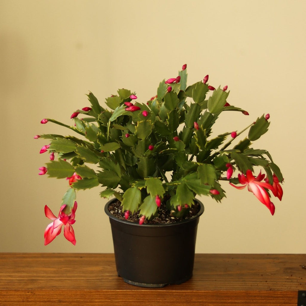 Schlumbergera Bridgessii 'Christmas Cactus' - Ed's Plant Shop